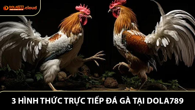 Trực tiếp đá gà với 3 hình thức thịnh hành nhất 2026