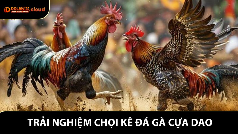 Đá Gà Cựa Dao - Trải Nghiệm Chọi Kê Kịch Tính Tại DOLA78