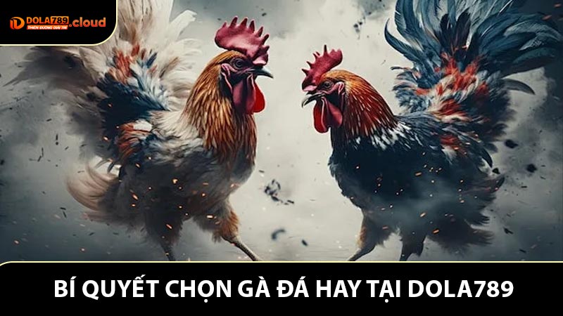 Bí Quyết Chọn Gà Đá Hay Từ Các Sư Kê Tại Nhà Cái Dola789