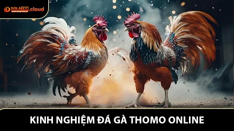 Cách thức tham gia và kinh nghiệm theo dõi Đá gà Thomo online