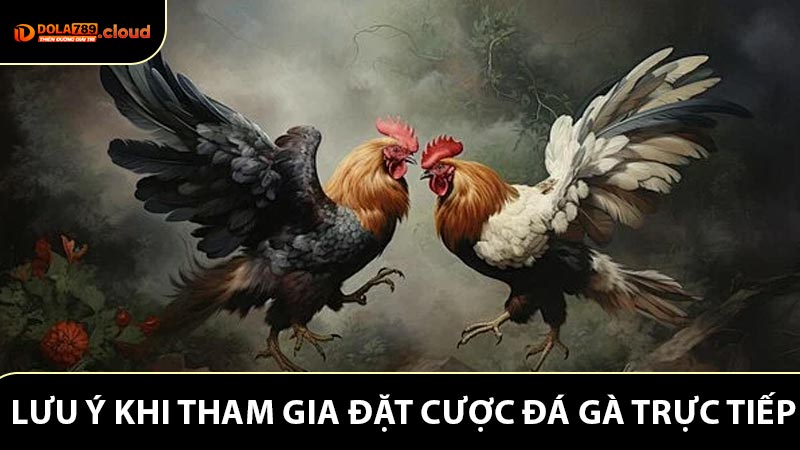 Mẹo vặt và lưu ý khi tham gia đặt cược đá gà trực tiếp