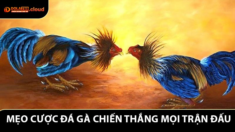 Mẹo Cược Đá Gà - Chiến Lược Giúp Bạn Chiến Thắng Mọi Trận Đấu