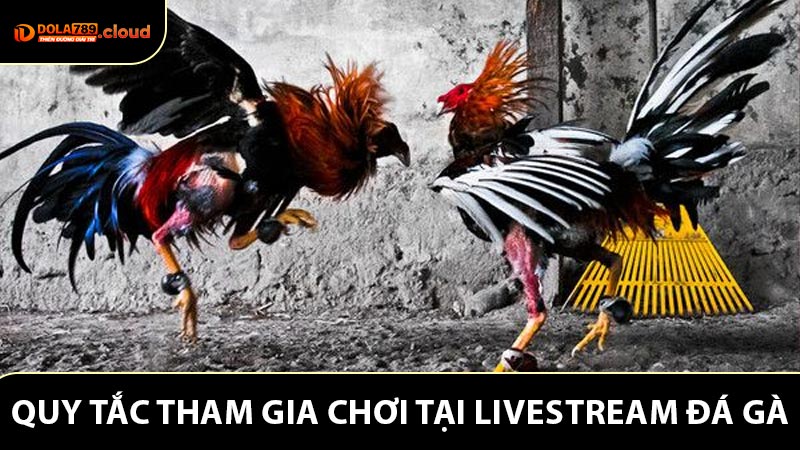 Quy định bắt buộc khi tham gia chơi tại livestream đá gà