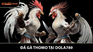 Đá Gà Thomo - Nơi Hội Tụ Nghệ Thuật Kê Chiến Và Giải Trí