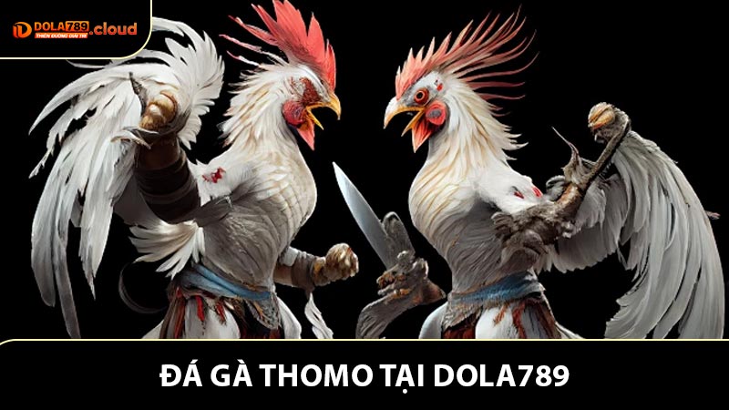 Đá Gà Thomo - Nơi Hội Tụ Nghệ Thuật Kê Chiến Và Giải Trí