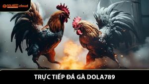 Trực Tiếp Đá Gà - Dola789 Mở Ra Cơ Hội Kiếm Lợi Hấp Dẫn