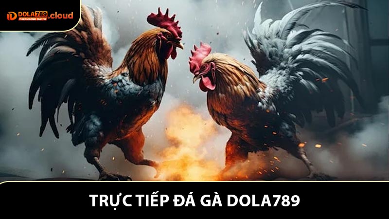 Trực Tiếp Đá Gà - Dola789 Mở Ra Cơ Hội Kiếm Lợi Hấp Dẫn