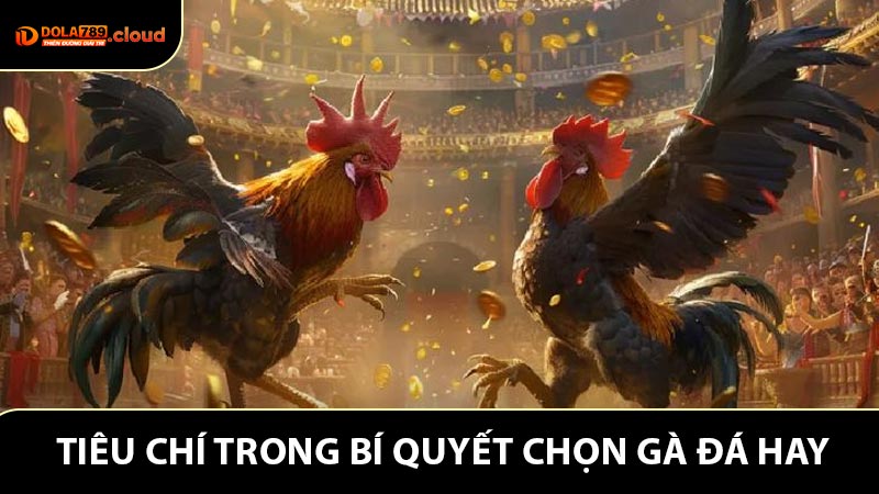 Tiêu chí vàng trong Bí quyết chọn gà đá hay mà hội viên cần ghi nhớ